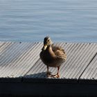 Ente auf einem Steg