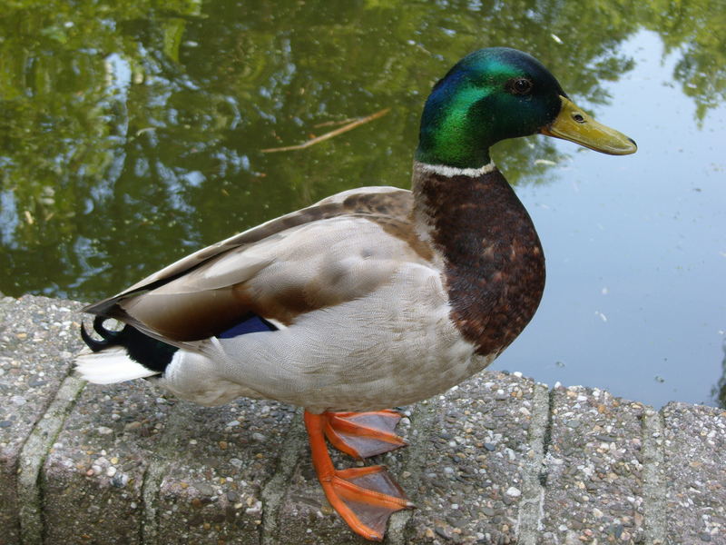 Ente auf einer Mauer