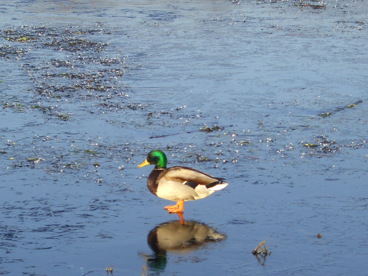 Ente auf Eis