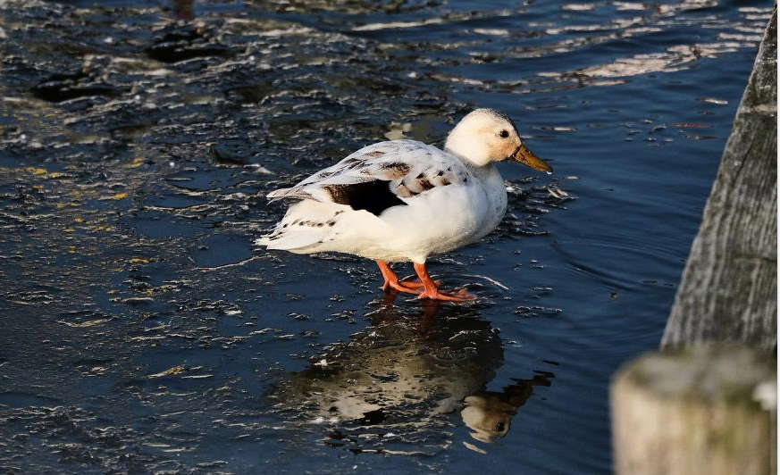 Ente auf Eis