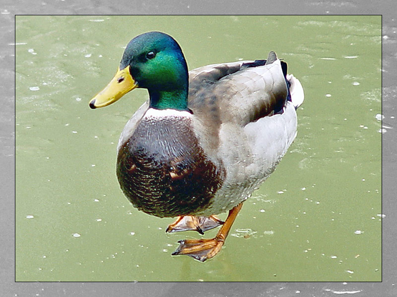 Ente auf Eis