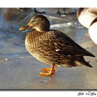 Ente auf Eis am Tegeler See