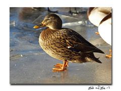 Ente auf Eis am Tegeler See