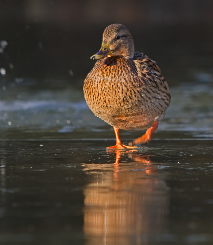 Ente auf Eis ...