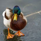 Ente auf Eis