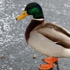 Ente auf Eis