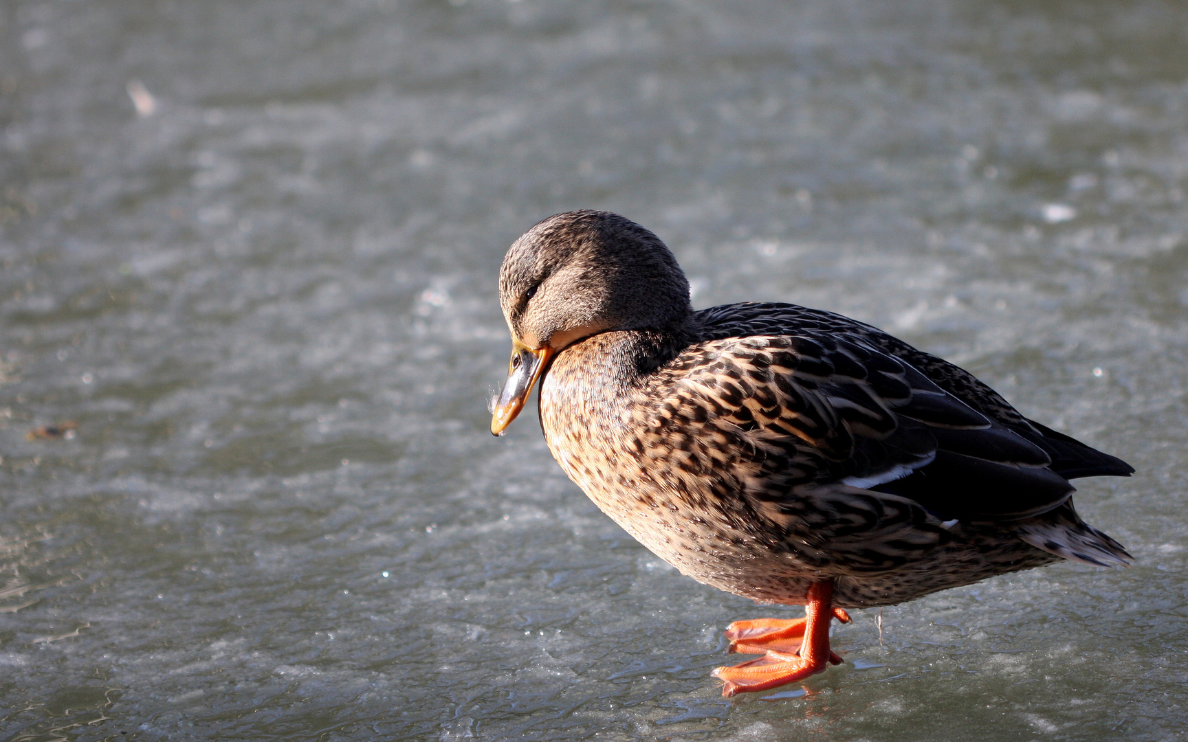 Ente auf Eis