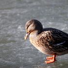 Ente auf Eis