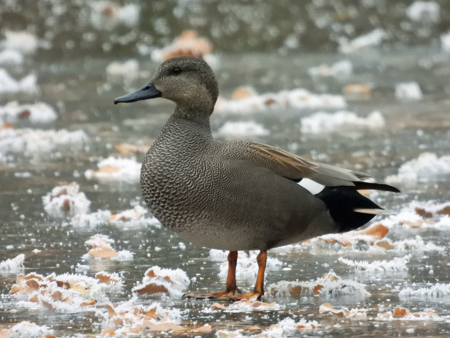 Ente auf Eis