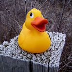 Ente auf Eis