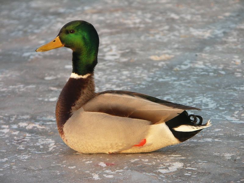 Ente auf Eis