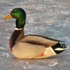 Ente auf Eis