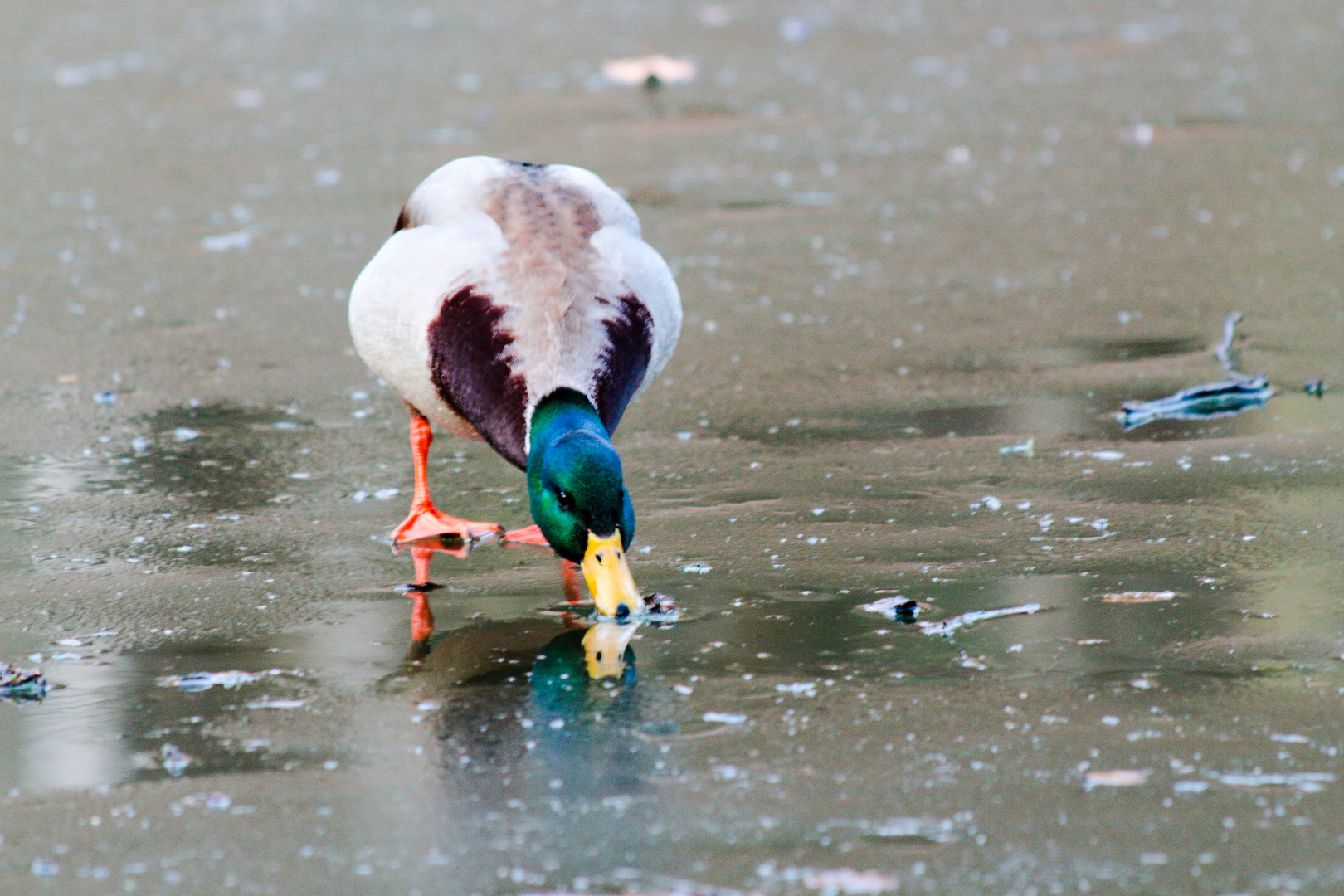 Ente auf Eis