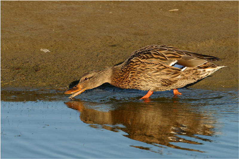 Ente auf Fliegenjagd