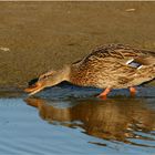 Ente auf Fliegenjagd