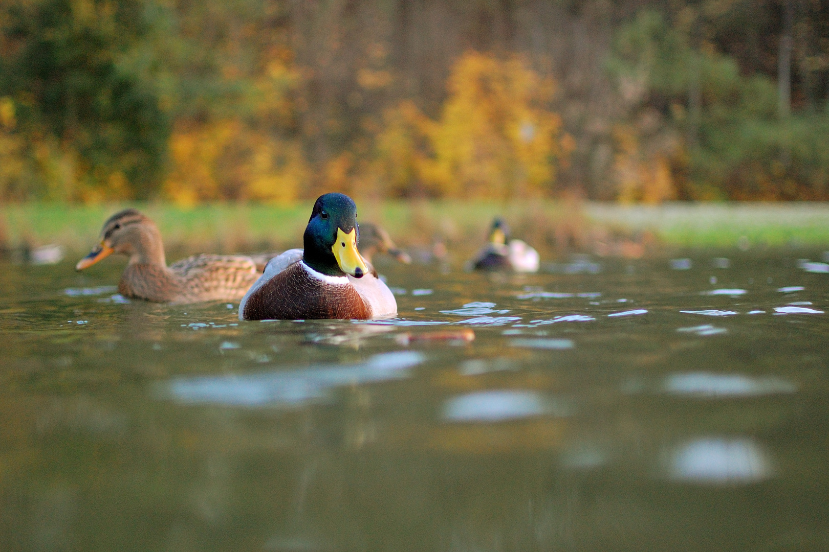 Ente auf Futtersuche