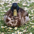 Ente auf Gänseblümchen