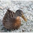 Ente auf gefrorenem Gras