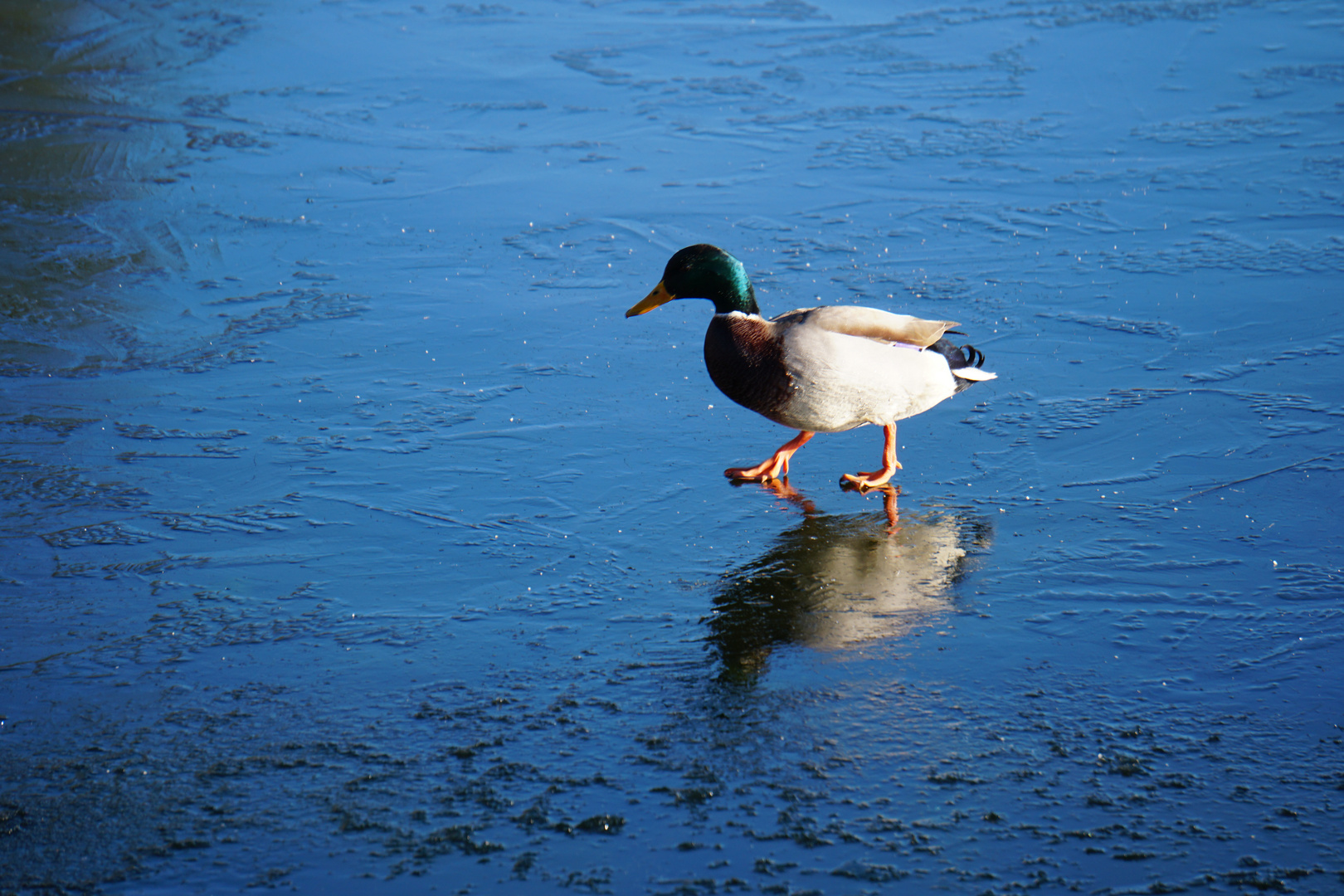 Ente auf gefrorerenem See