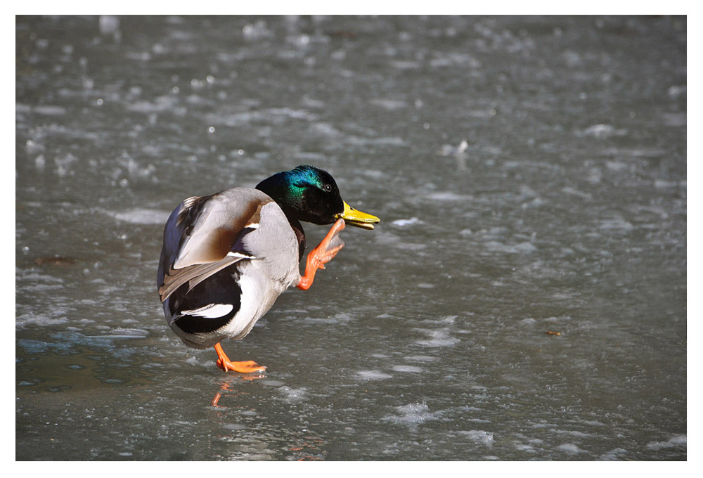 Ente auf Glatteis