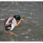 Ente auf Glatteis