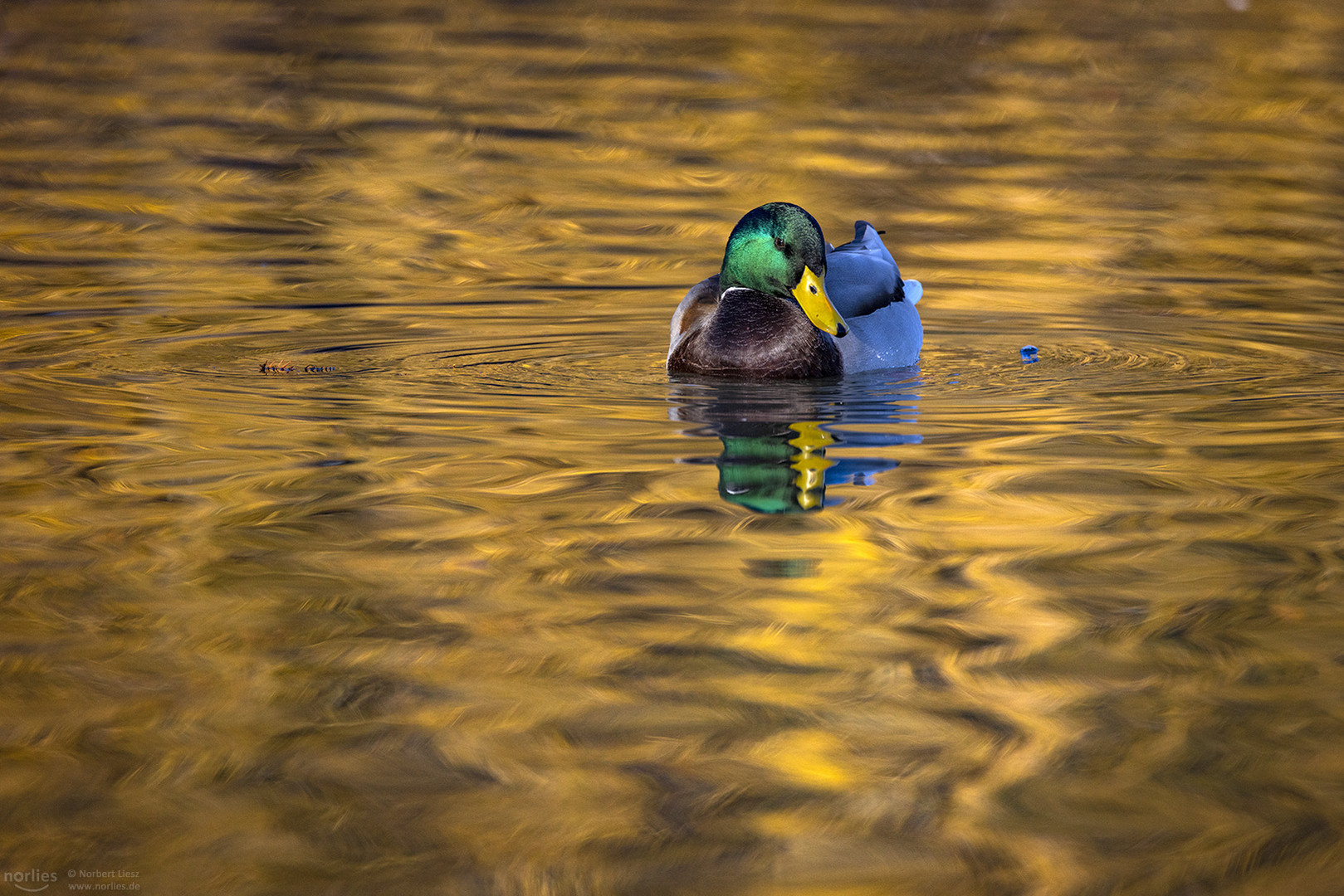 Ente auf goldenem Wasser