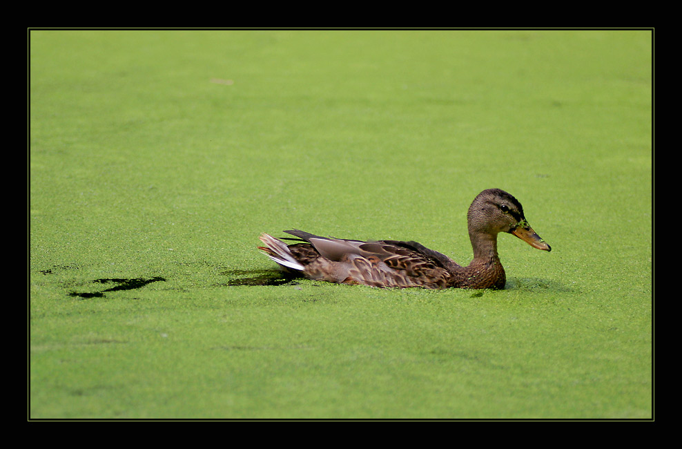 Ente auf grün