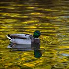 Ente auf grünem Wasser