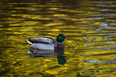 Ente auf grünem Wasser