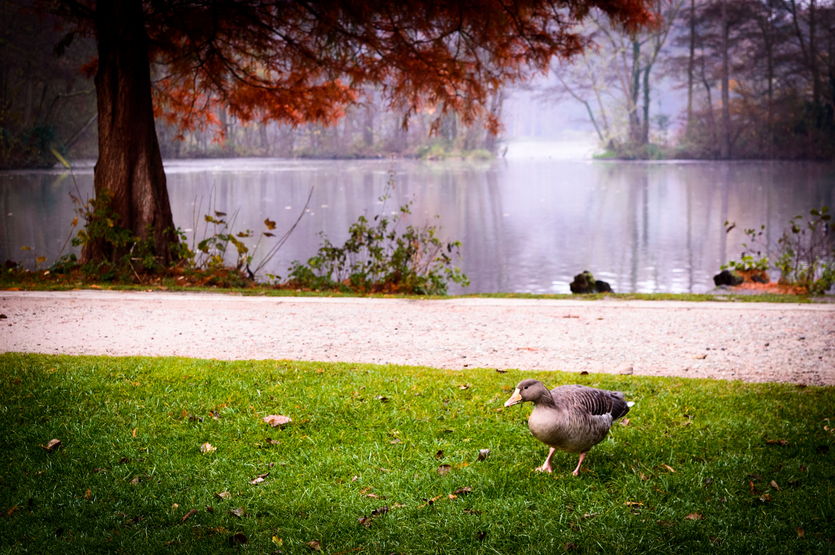 Ente auf Herbstwiese