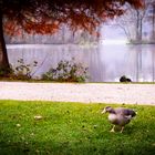 Ente auf Herbstwiese