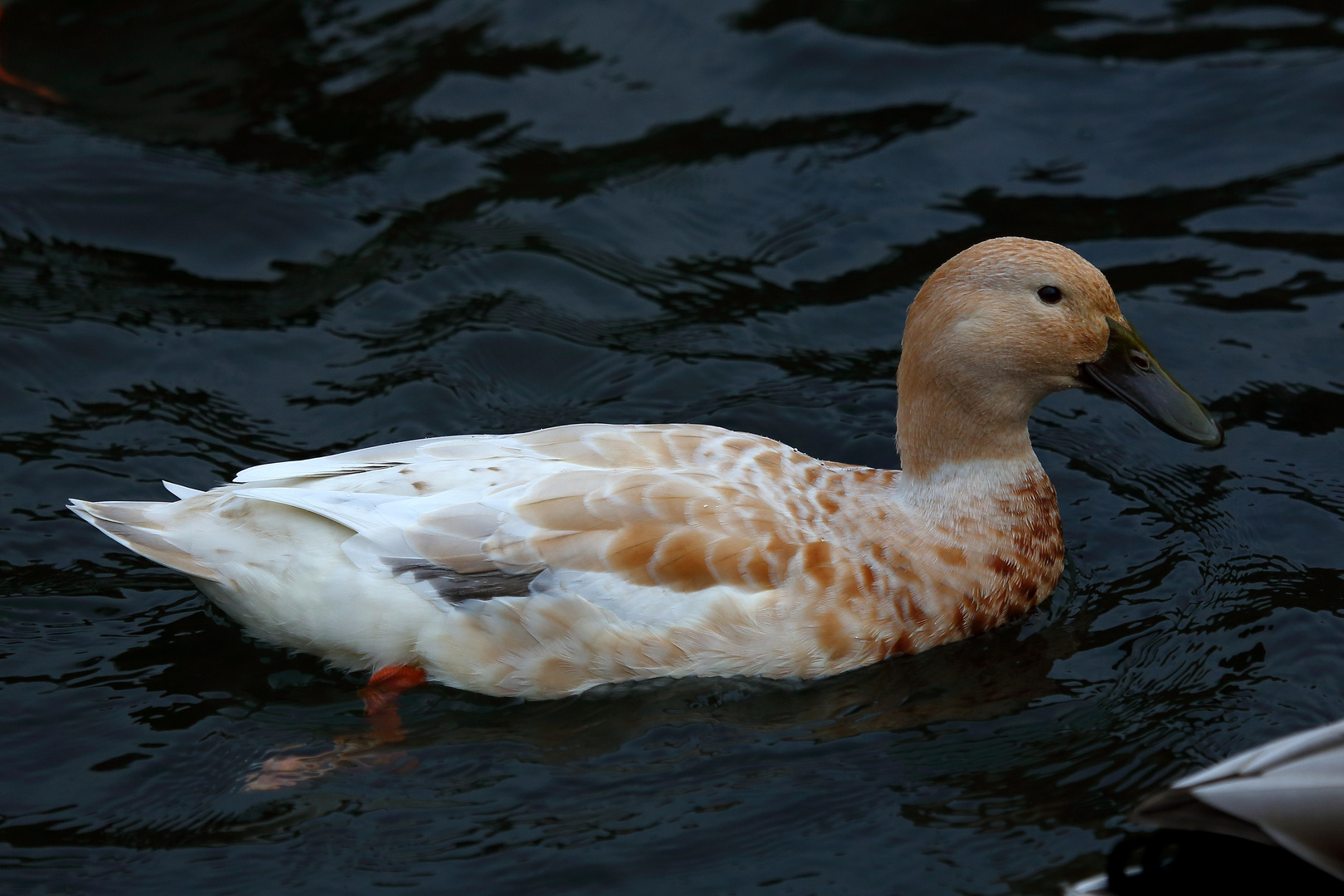 Ente auf historischem Mühlenteich