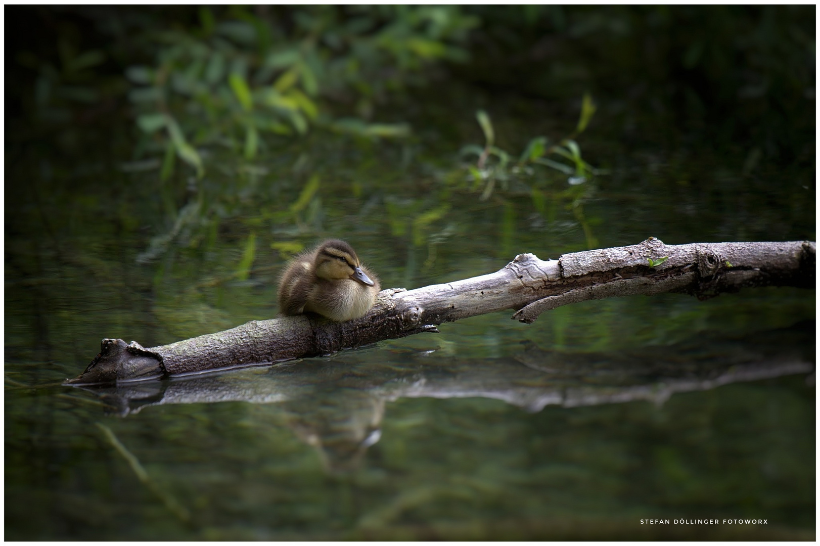 Ente auf Holz