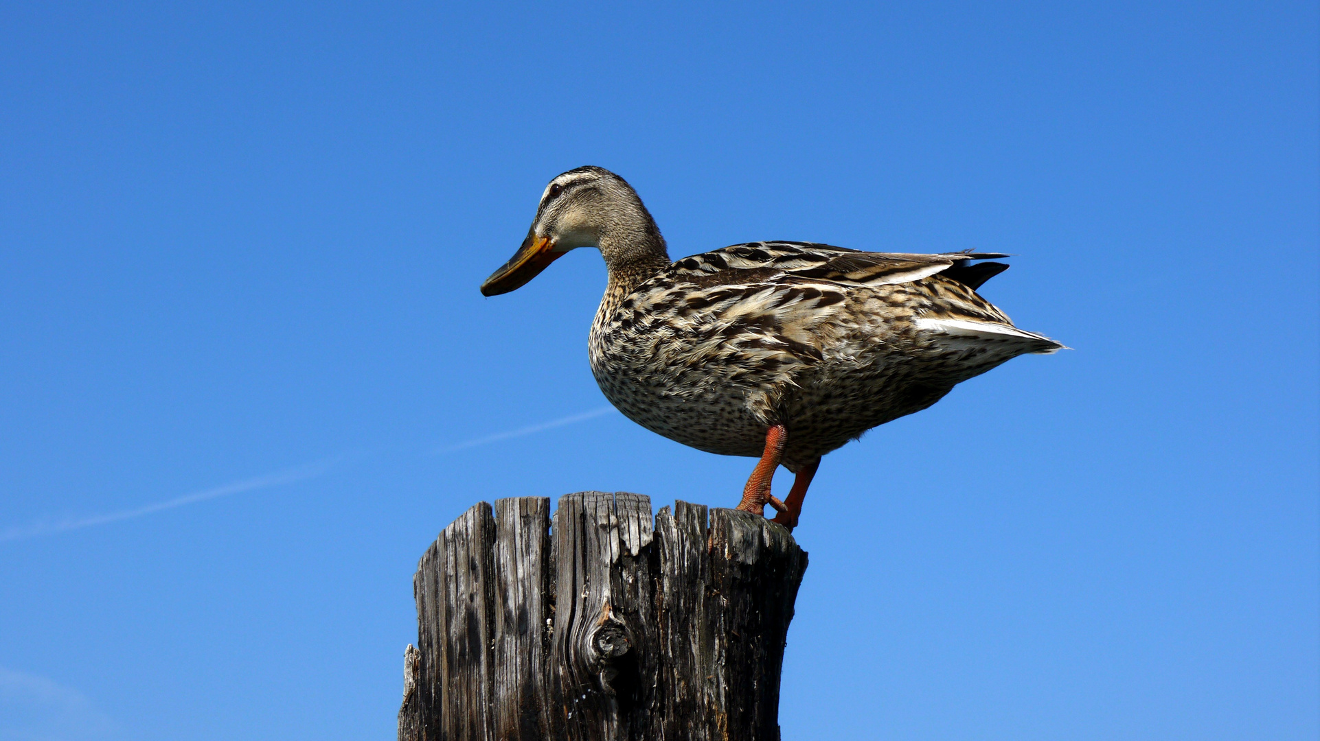 Ente auf Holzpfahl