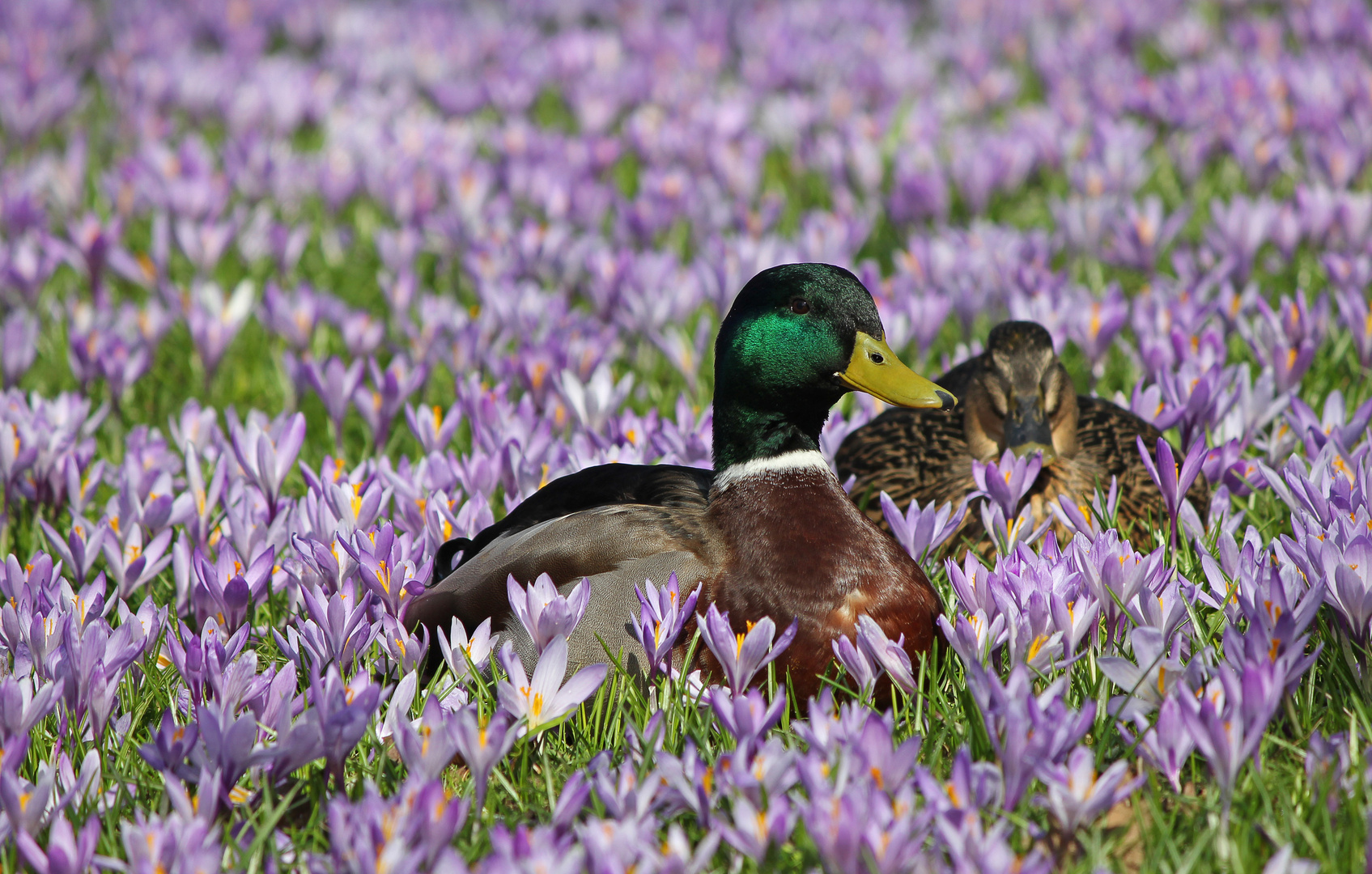 Ente auf Krokus