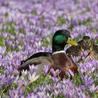 Ente auf Krokus