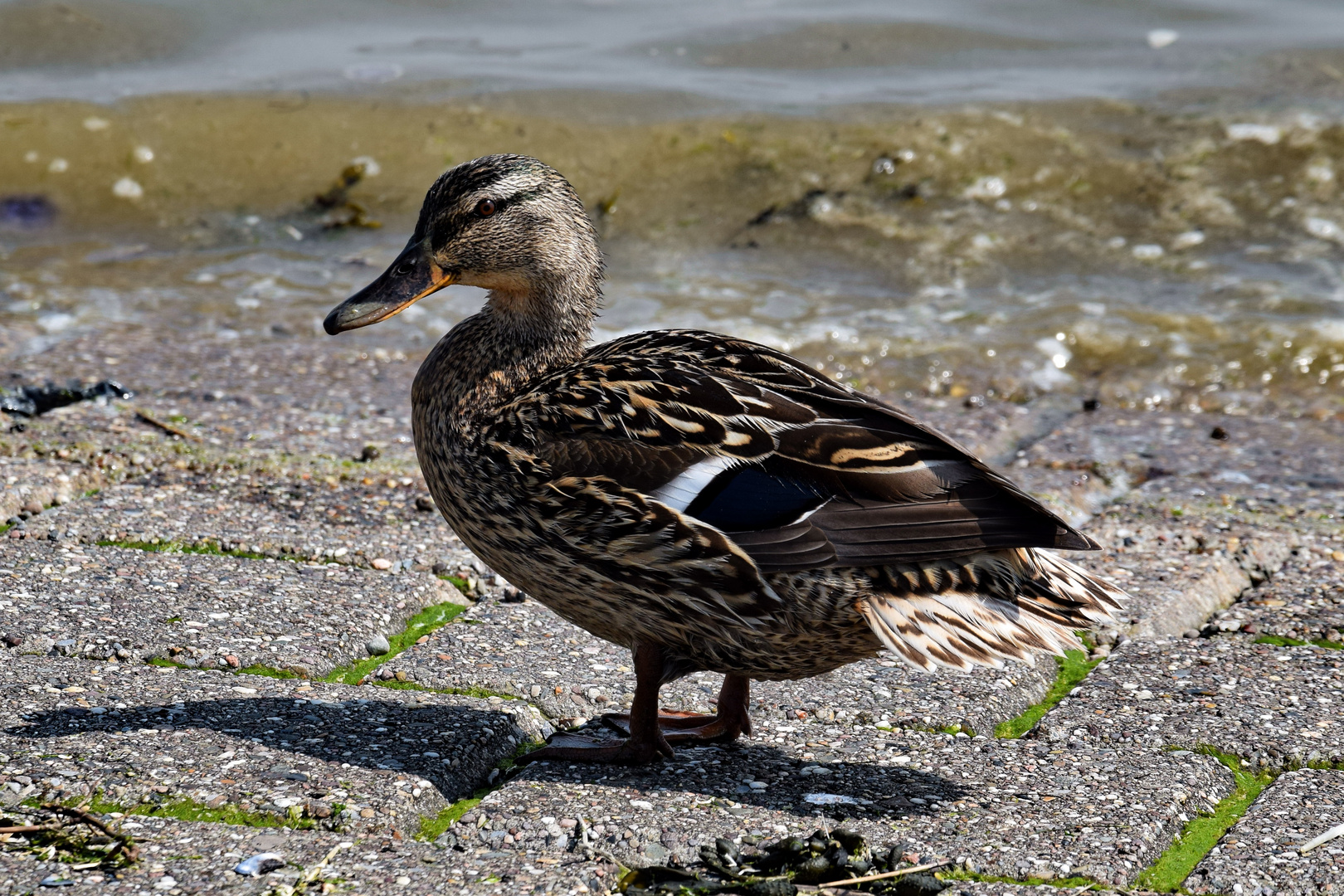 Ente auf Landgang