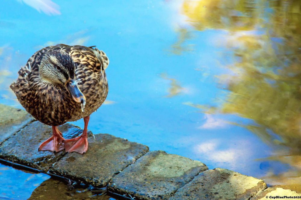 Ente auf Laufsteg