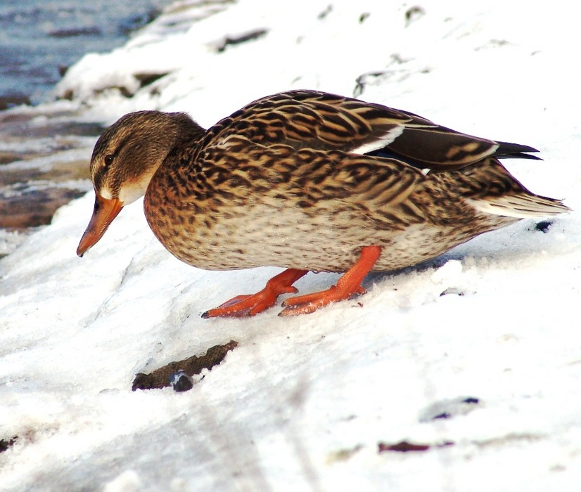 Ente auf Schnee