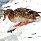 Ente auf Schnee