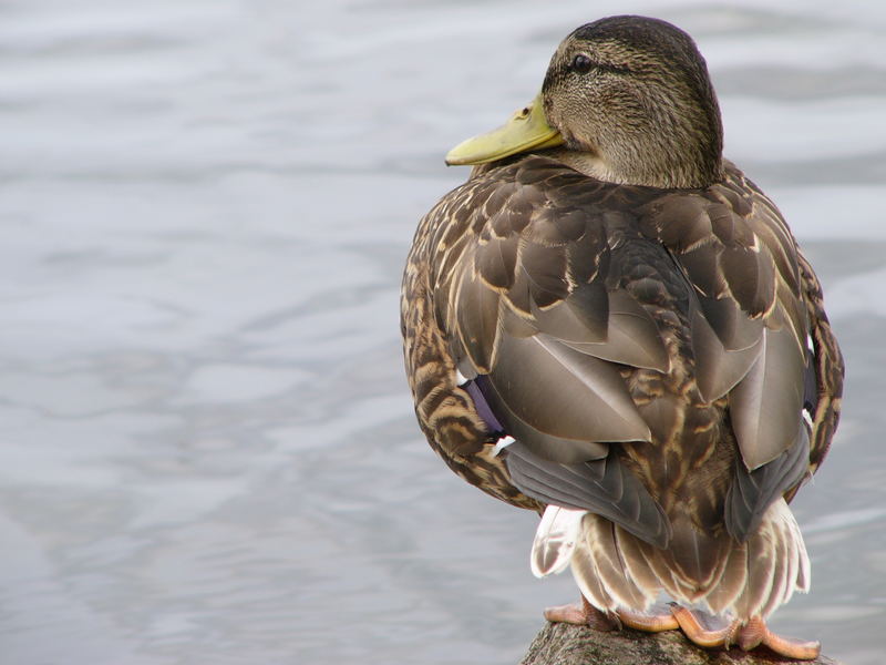 Ente auf Steg Mecklenburg