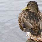 Ente auf Steg Mecklenburg