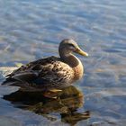 Ente auf Stein