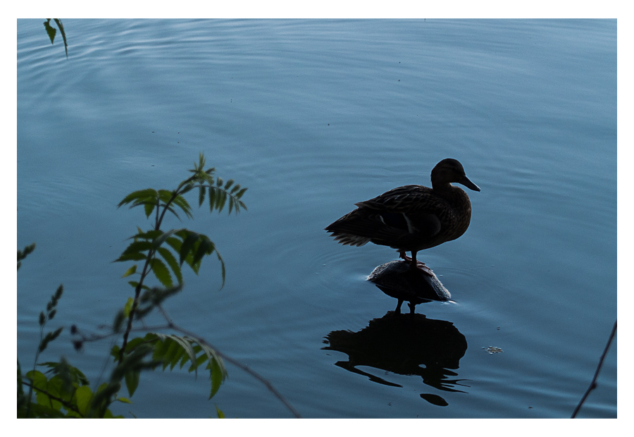 Ente auf Stein im Wasser