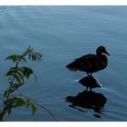 Ente auf Stein im Wasser