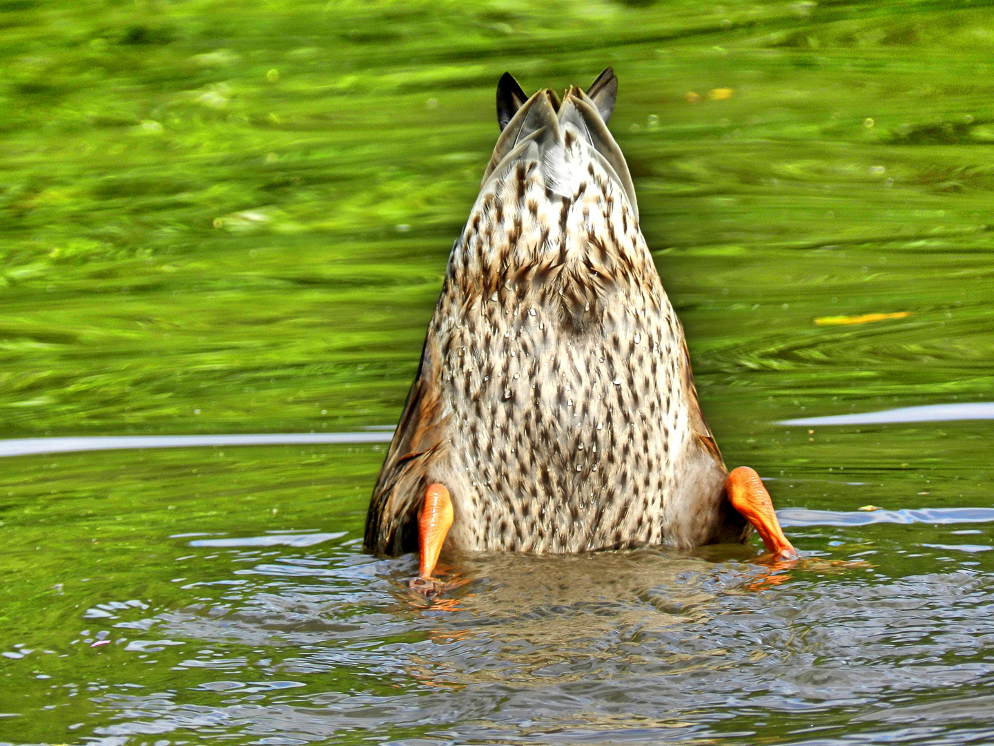 Ente auf Tauchkurs 1