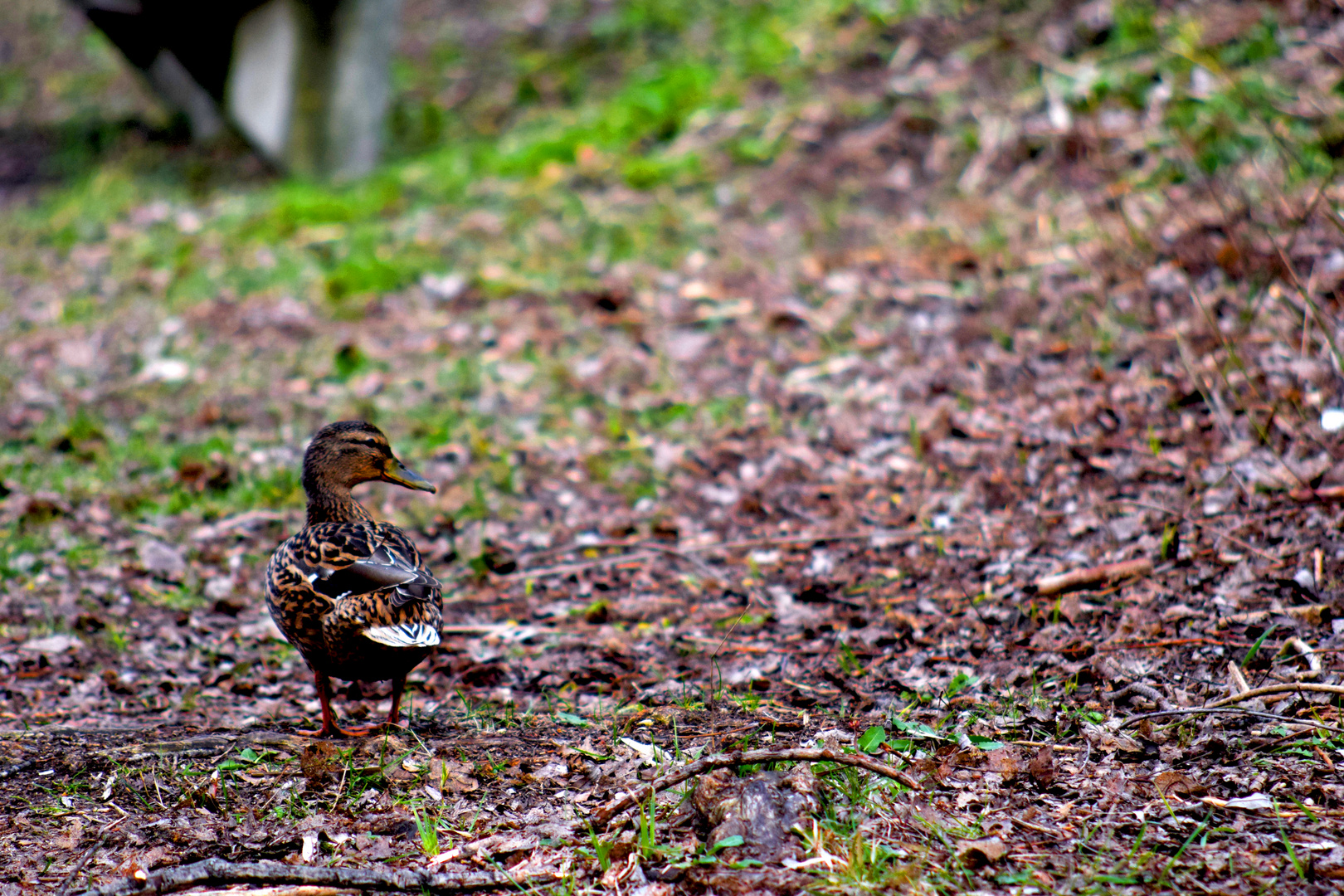 Ente auf Wanderschaft