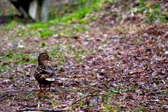 Ente auf Wanderschaft