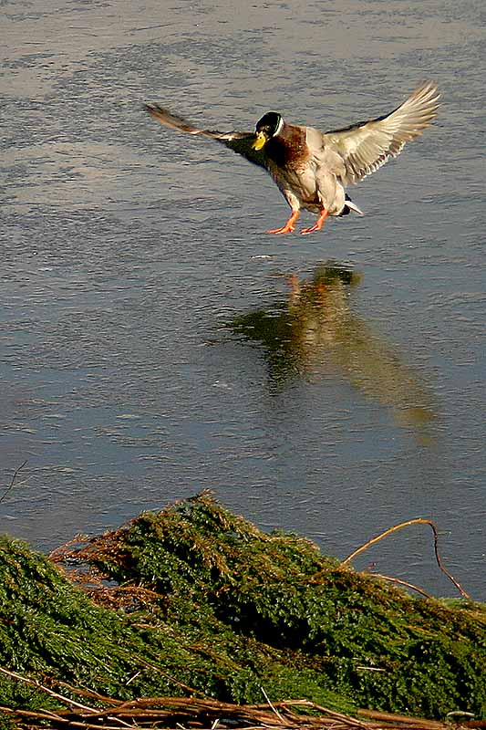 Ente auf's Glatteis geführt?