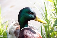 Ente aus Kassel